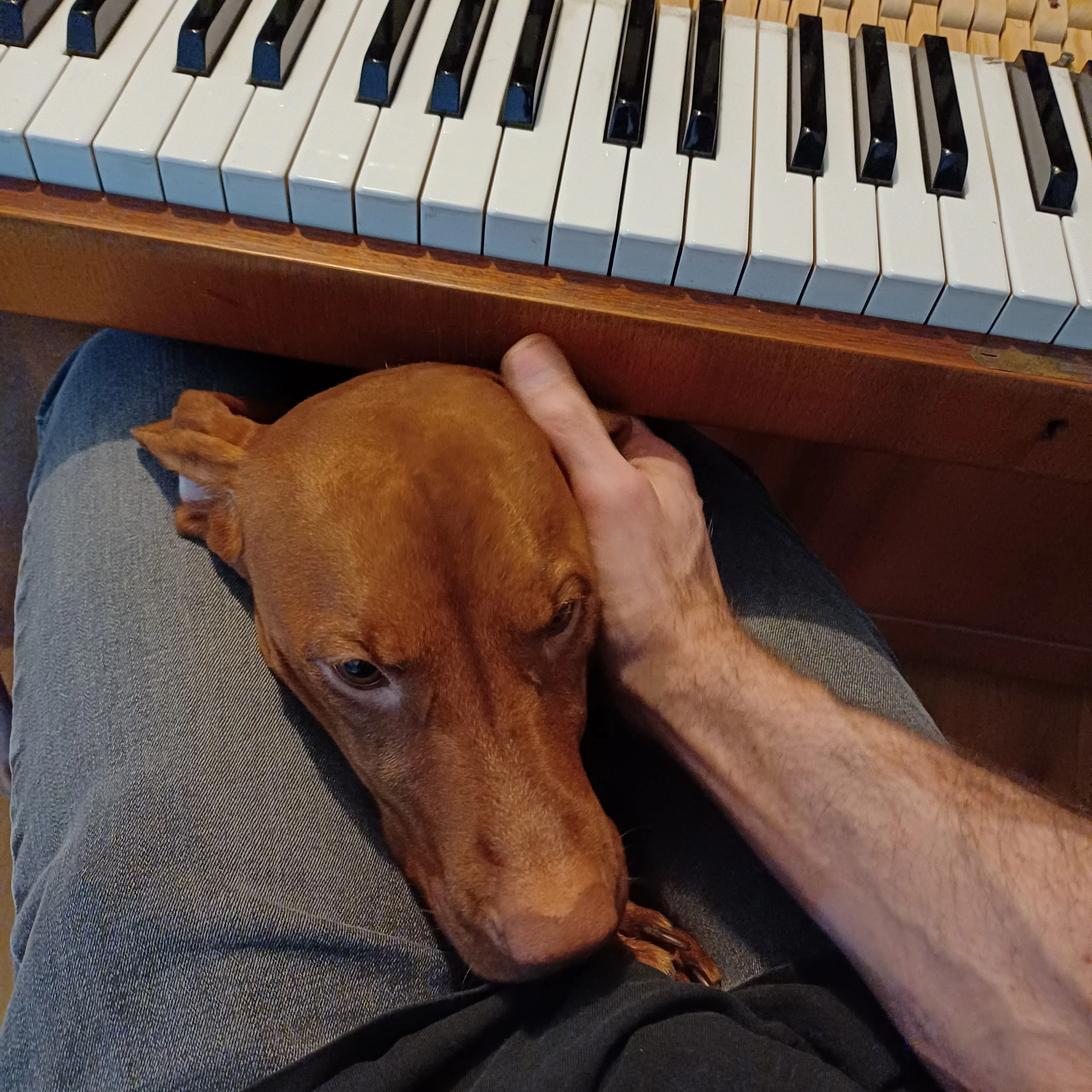 Pianostämning i Väskinde med hunden Nora